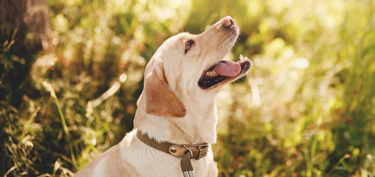 A Labrador looking up to the sun.