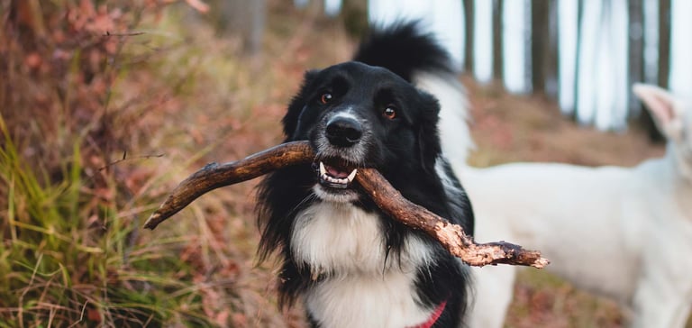 A dog with a stick