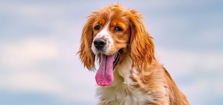 Spaniel with tongue out sitting outside