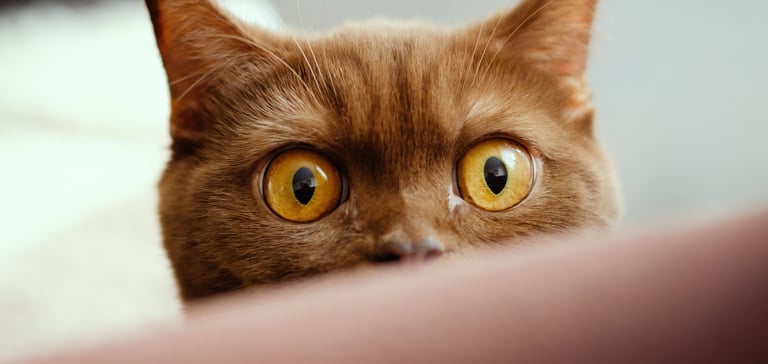 British shorthair close up of eyes