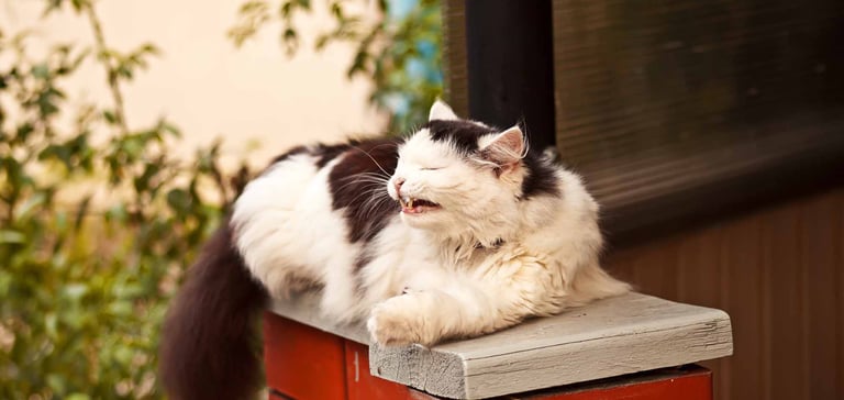 Outdoor cat sneezing