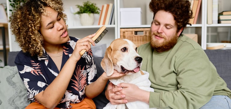 A couple brushing their beagle with a brush.