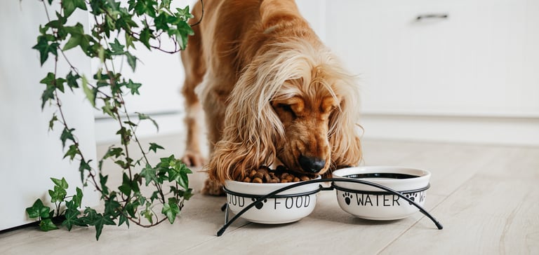 A Spaniel eating out of a food bowl.