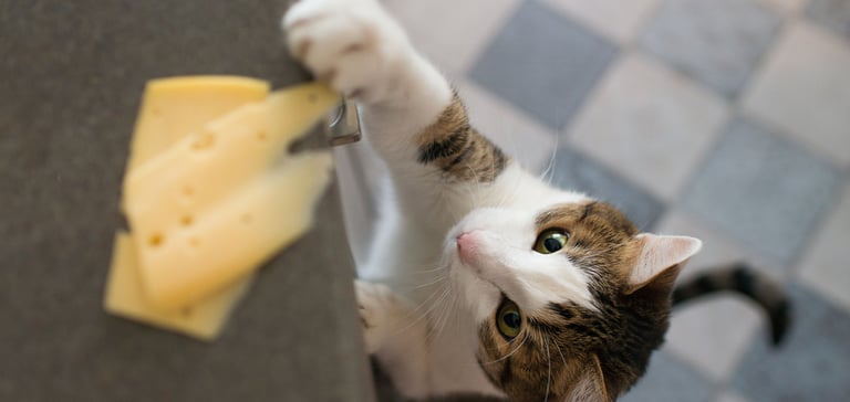 a cheeky cat trying to swipe some cheese from the worktop