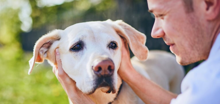 A man holding a labrador outdoors.
