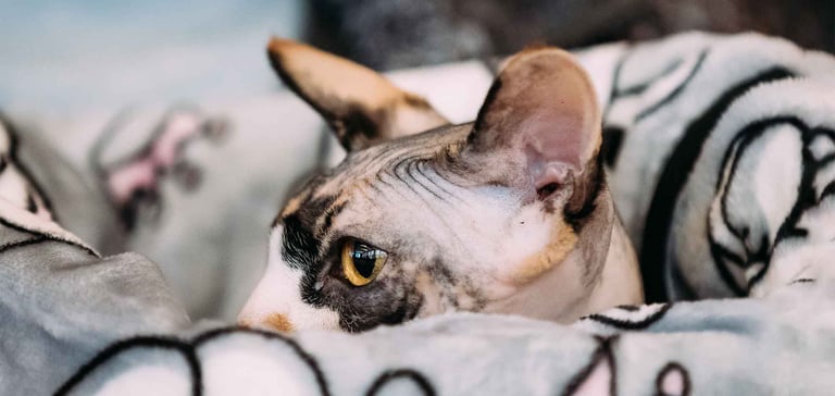 sphynx cat wrapped in blanket
