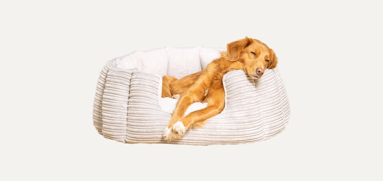A dog laying in a comfy bed.