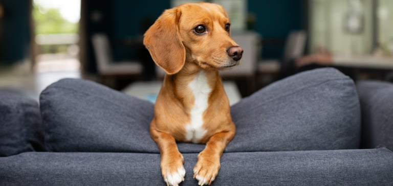 Jackschund (cross between a Daschund and a Jack Russell leaning over the back of a grey couch