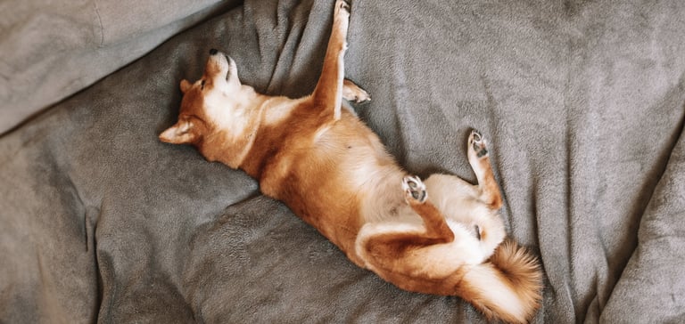 A Shiba Inu in a weird sleeping position, laying on his back on a couch.
