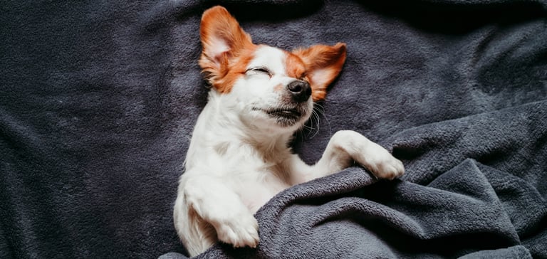 A Jack Russell tucked up in bed and laying on his back.