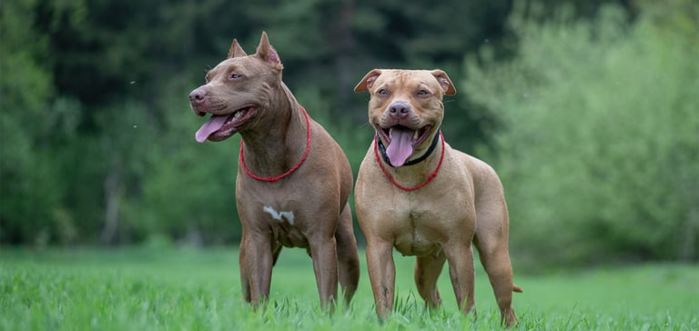 Two Pitbulls standing on a field of grass.