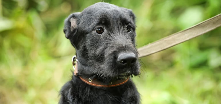 Black dog on lead looking a bit scared