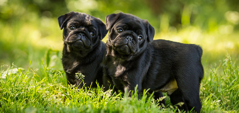two black pugs in grass