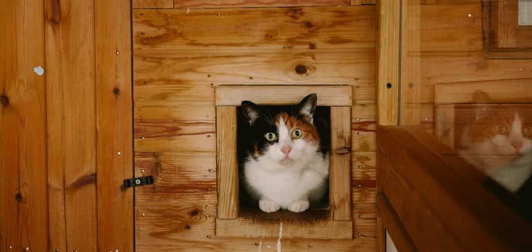 Charley the cat peeking out of her enclosure.