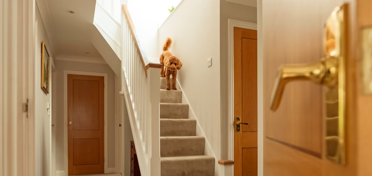 Cockapoo going down the stairs