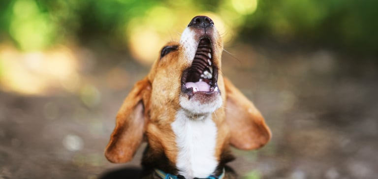 A beagle barking outdoors.