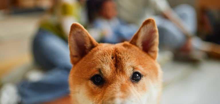 A shiba inu looking inquisitively at the camera.