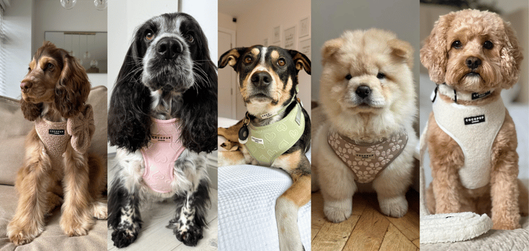 A collage of 5 dogs wearing Cocopup accessories