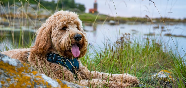 A Cockapoo laying in the grass by a lake.