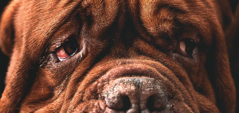 a dog with conjunctivitis