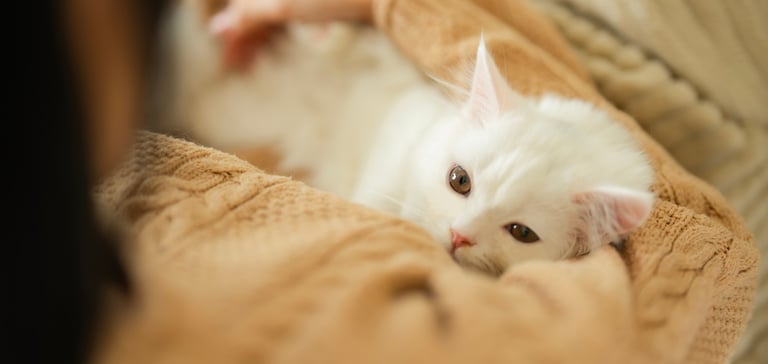 A white cat laying down and snuggling.