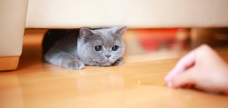 A grey cat coming out from under a sofa for a treat.