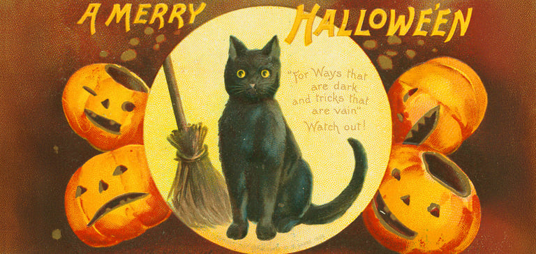 drawing of black cat next to a borrom and surrounded by pumpkins