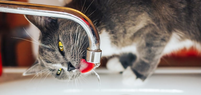 A cat drinking from a tap.