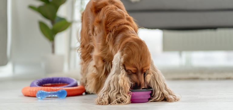 Golden show Cocker Spaniel eating from a pink bowl