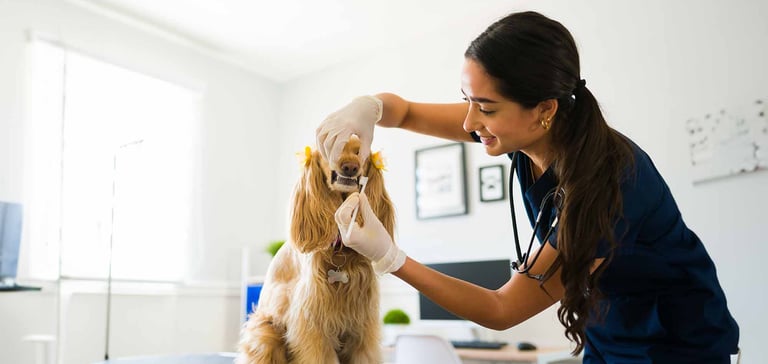 a dog having its teeth brushed by vet