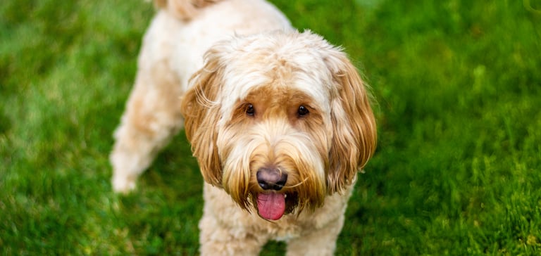 goldendoodle standing on grass