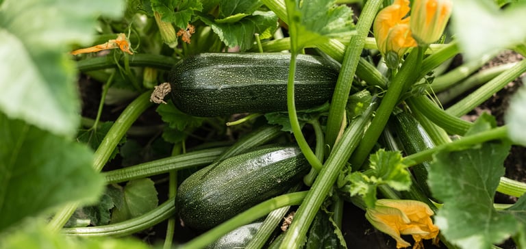 close up image of courgettes
