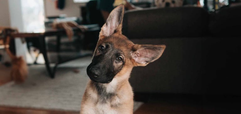 Confused puppy with pre existing condition who needs pet insurance