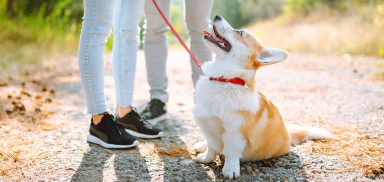 A corgi looking up happily at their owner.