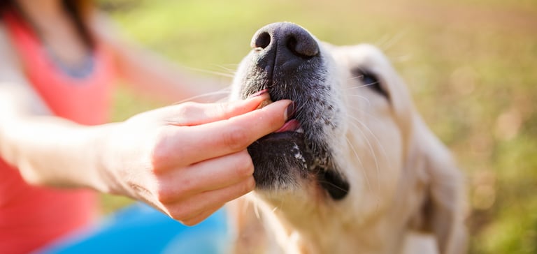 a labrador eating something from owners hand