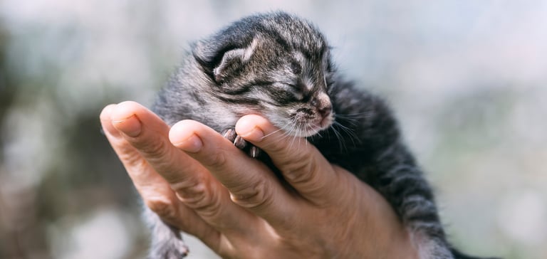 a hand holding a sleeping kitten