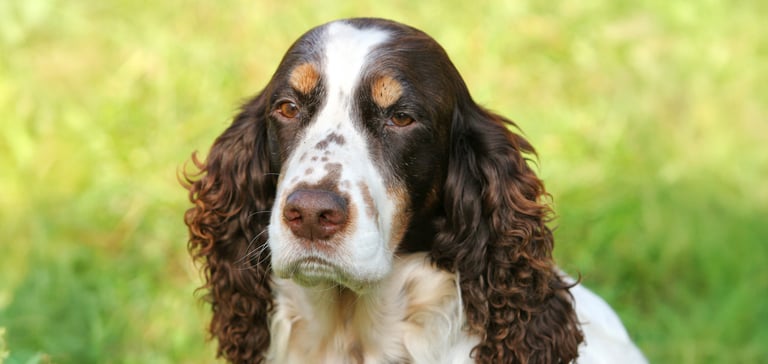 A brown springer spaniel with ginger eyebrows.