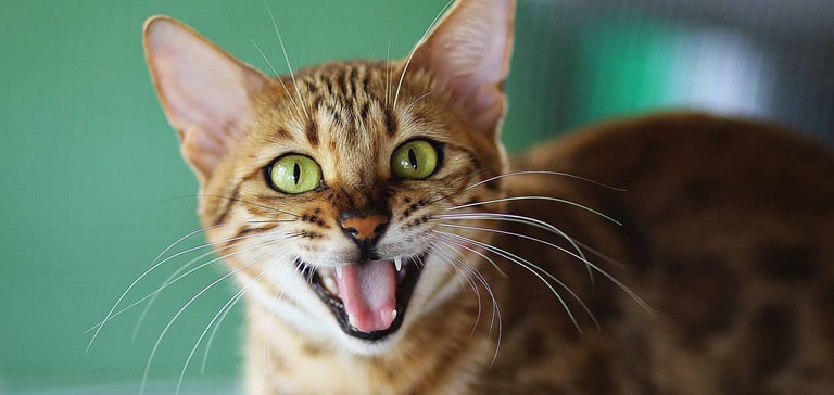 A cat meowing