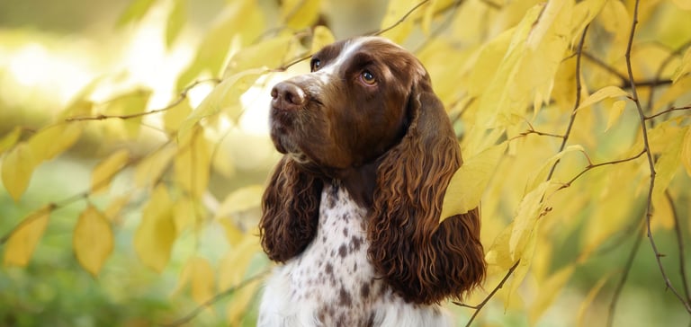 A brown and white spotted springer spaniel peeking out between leaves.