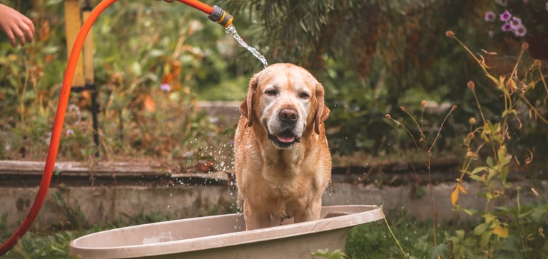 Golden lab retriever in a bath outside being hosed off