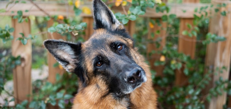 a german shepherd tilting her head