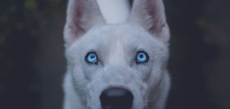 A close up of a dogs eyes looking up