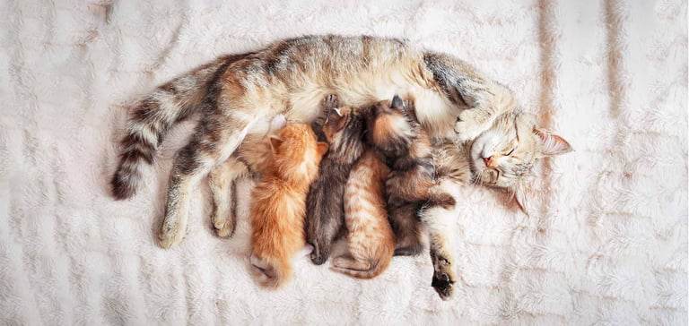 kittens feeding on mother cat