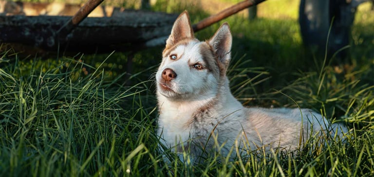 light-haired husky laying down on grass