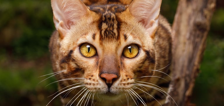 Close up of a Bengal cat's face
