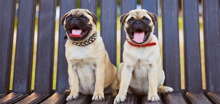 two pugs sitting on park bench with tongues out