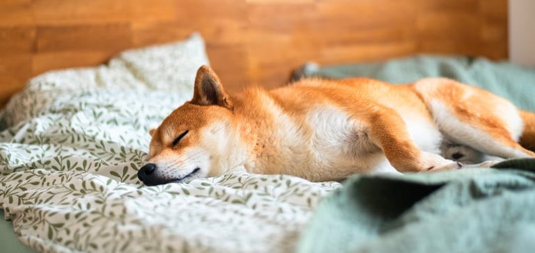 A Shiba Inu sleeping in a bed.