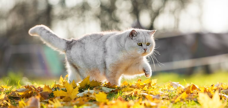 Large grey and white British Shorthair cat walking across field of leaves