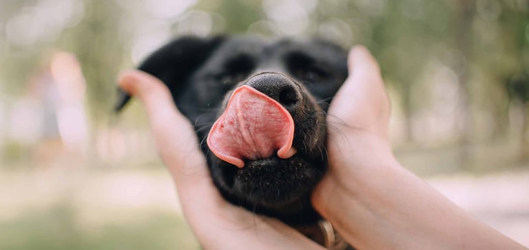 A dog trying to lick a persons hands