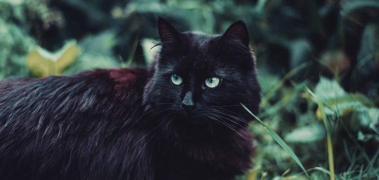 A black cat in the garden